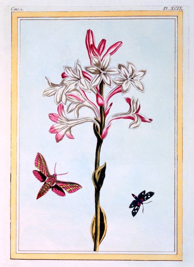 Tuberose by Pierre Joseph Buchoz